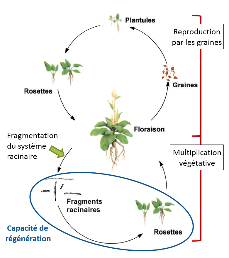 Cycle de développement du rumex, d'après les livrets de l'Agriculture n°17