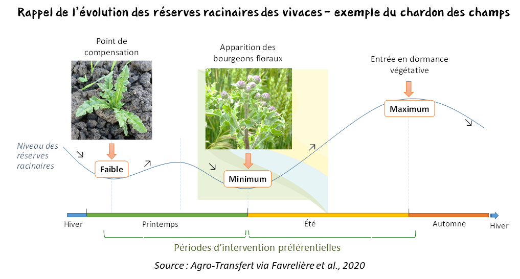 Bon stade d'ntervention en fonction du cycle des vivaces (Source : Agro-Transfert RT)