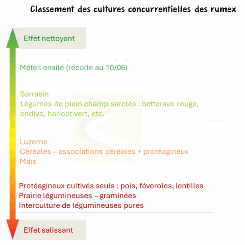 Classement des cultures concurrentielles des rumex (Source : Agro-Transfert RT, 2024)