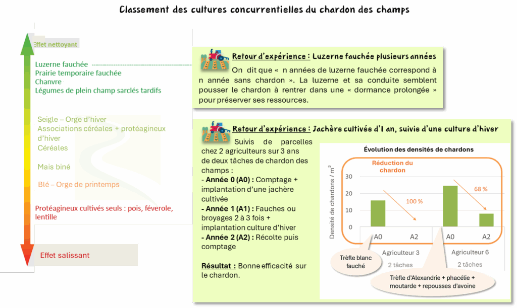 Cultures concurrentielles du chardon des champs (Source : Agro-Transfert RT, 2024)