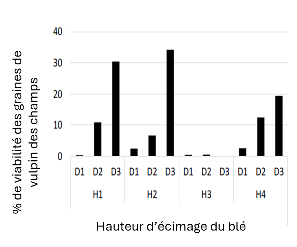Résultats 1ère année d’expérimentation. Viabilité des graines de vulpins selon l'horizon de coupe et la date. Source - Cordeau et al. 2025