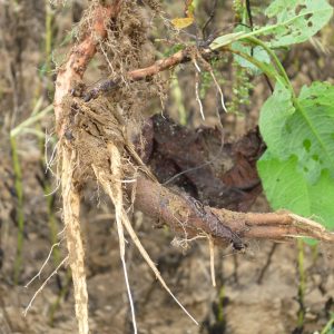 Reprise de rumex à partir du collet (Source : Favrelière 2016) Reprise de rumex à partir du collet (Source : Favrelière 2016)