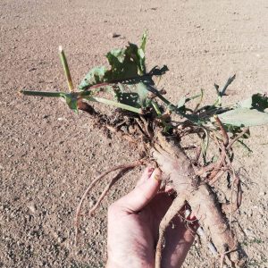Racine de rumex (Source : Crignon R. 2019) Racine de rumex (Source : Crignon R. 2019)